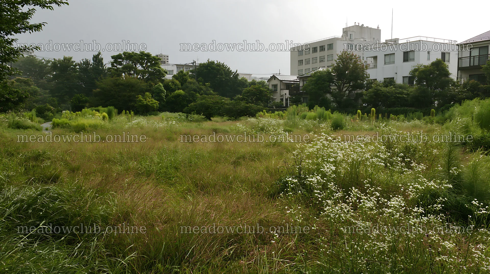 Tokyo urban biodiversity meadow with seedheads in the city – meadow photos 10608x5938