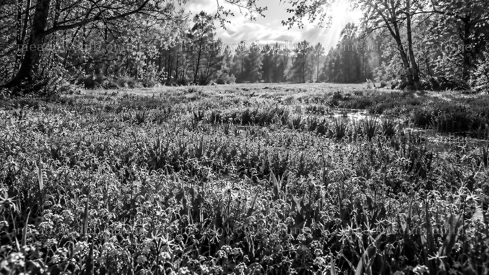 Monochrome Forest Clearing with Sunbeams – meadow photos 10324x5812