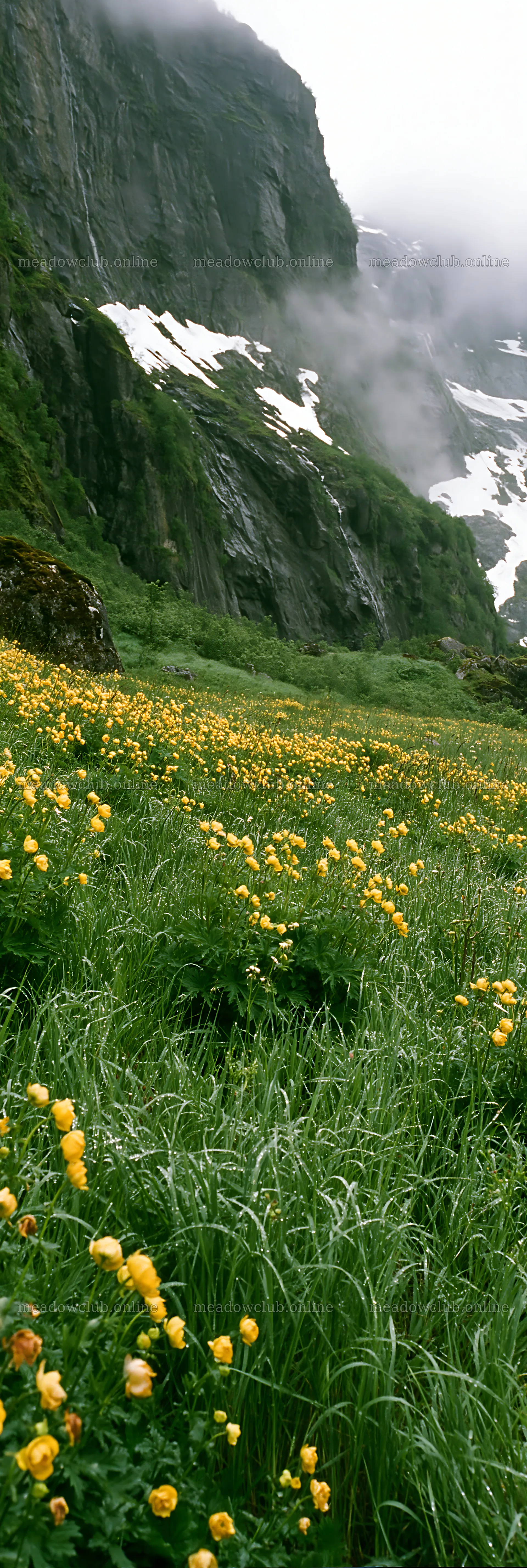 Tall grass meadow with yellow flowers near rocky cliffs – meadow photos 4602x13690