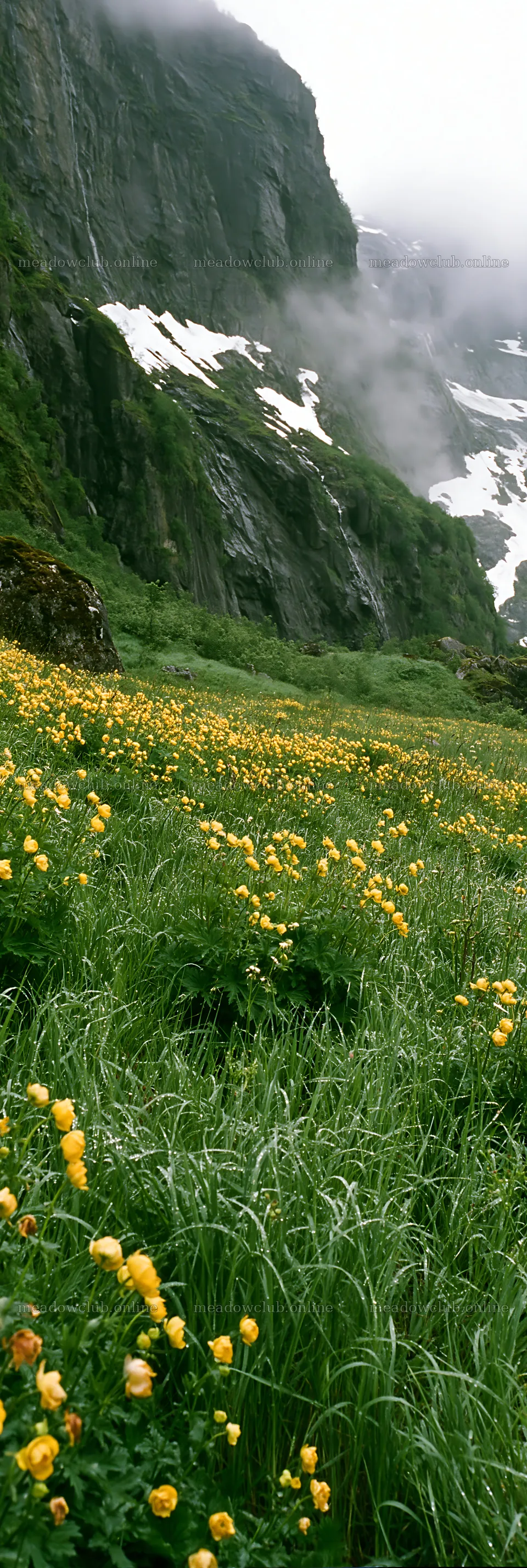 Tall grass meadow with yellow flowers near rocky cliffs – meadow photos 4602x13690