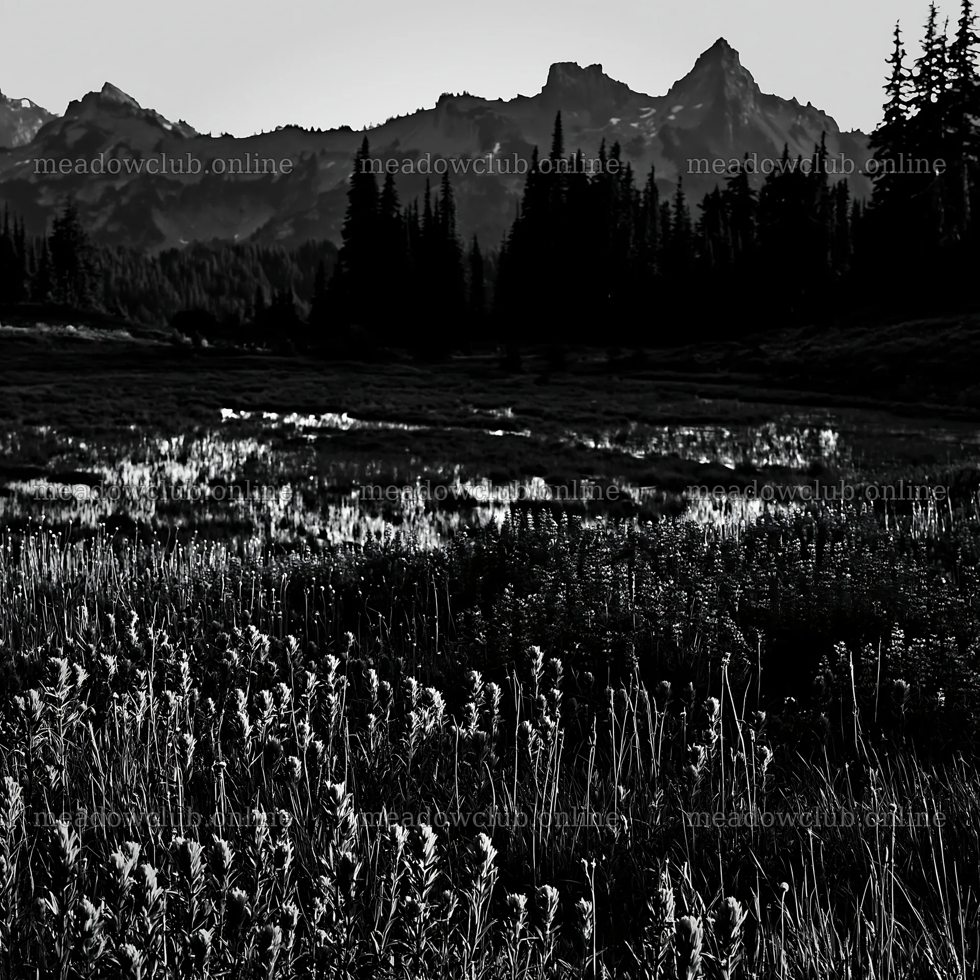 Mount Rainier paintbrush lupine meadow with mountain backdrop – meadow photos 7938x7938