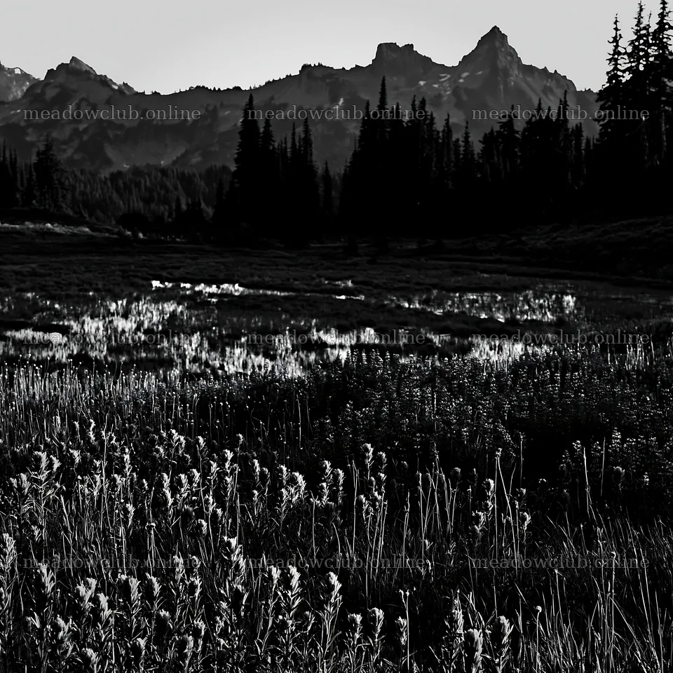 Mount Rainier paintbrush lupine meadow with mountain backdrop – meadow photos 7938x7938