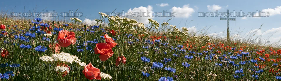 Cross in a meadow with wildflowers under a blue sky – meadow photos 14762x4268
