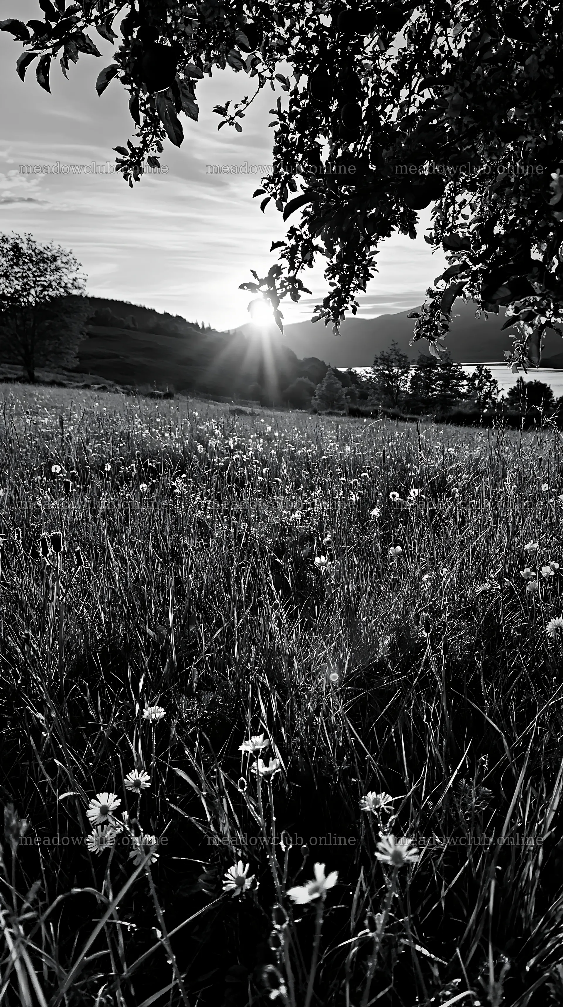 Highland apple meadow at sunset with flowers – meadow photos 5938x10608