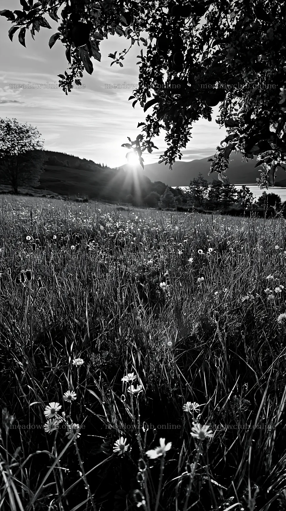 Highland apple meadow at sunset with flowers – meadow photos 5938x10608