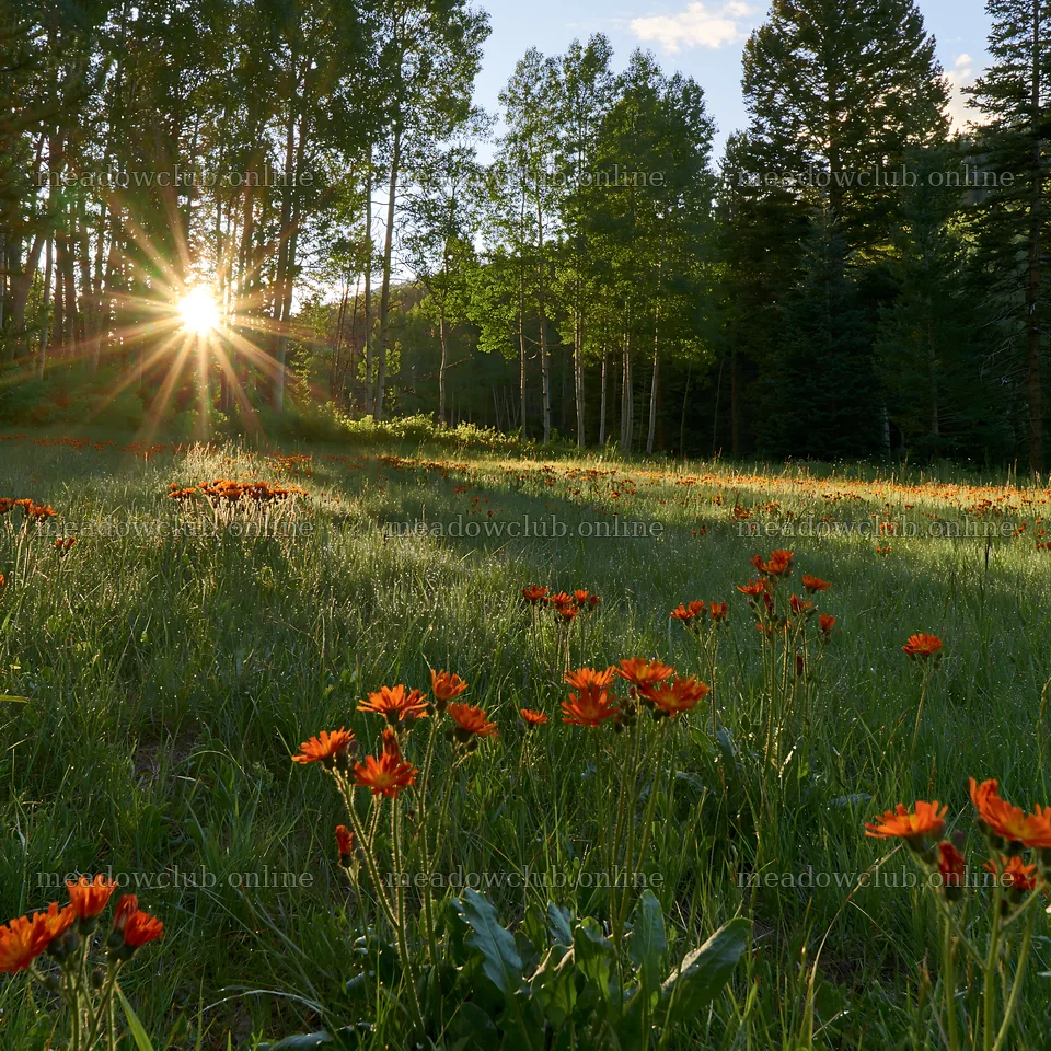 Sunlight shining through trees in a meadow at forest edge – meadow photos 7938x7938