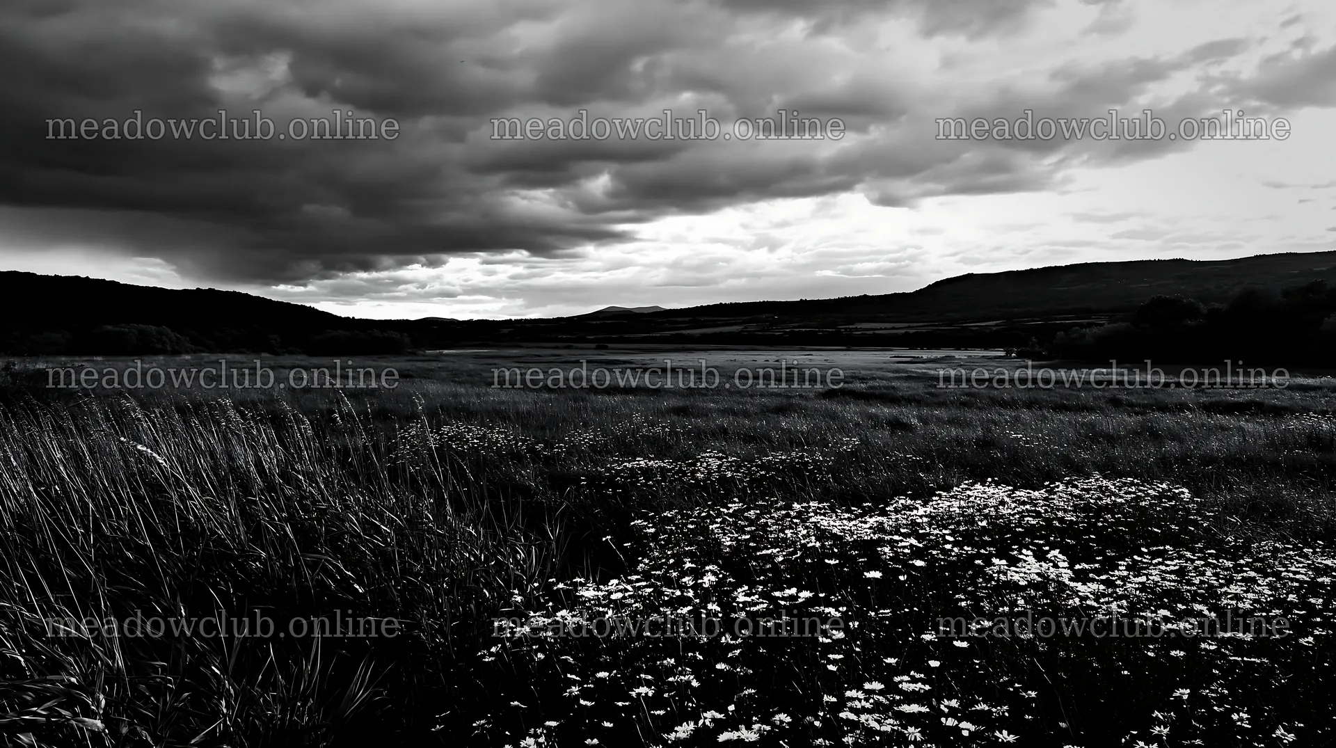 Saga floodplain meadow with reed foreground under cloudy sky – meadow photos 10608x5938
