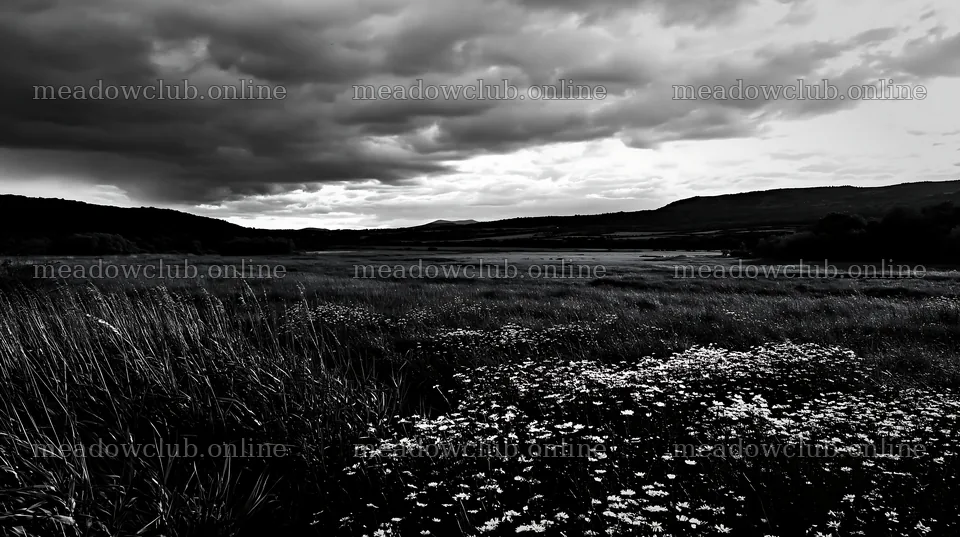 Saga floodplain meadow with reed foreground under cloudy sky – meadow photos 10608x5938