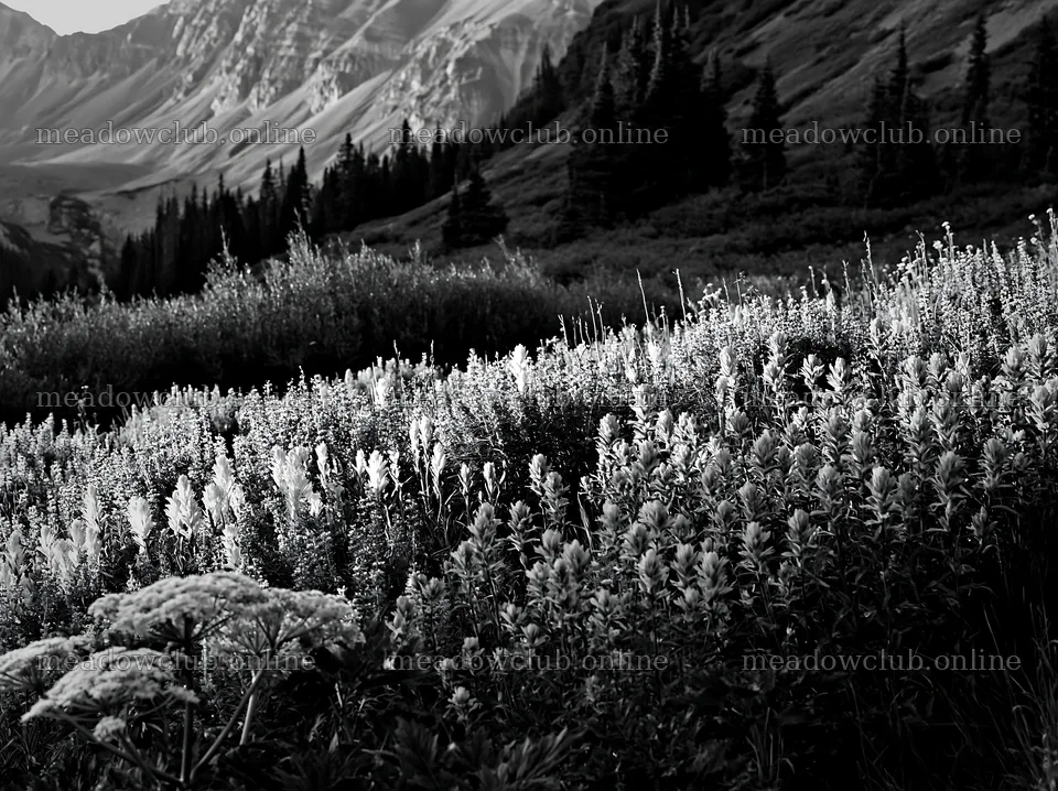 Paintbrush lupine meadow in black and white landscape – meadow photos 9174x6866