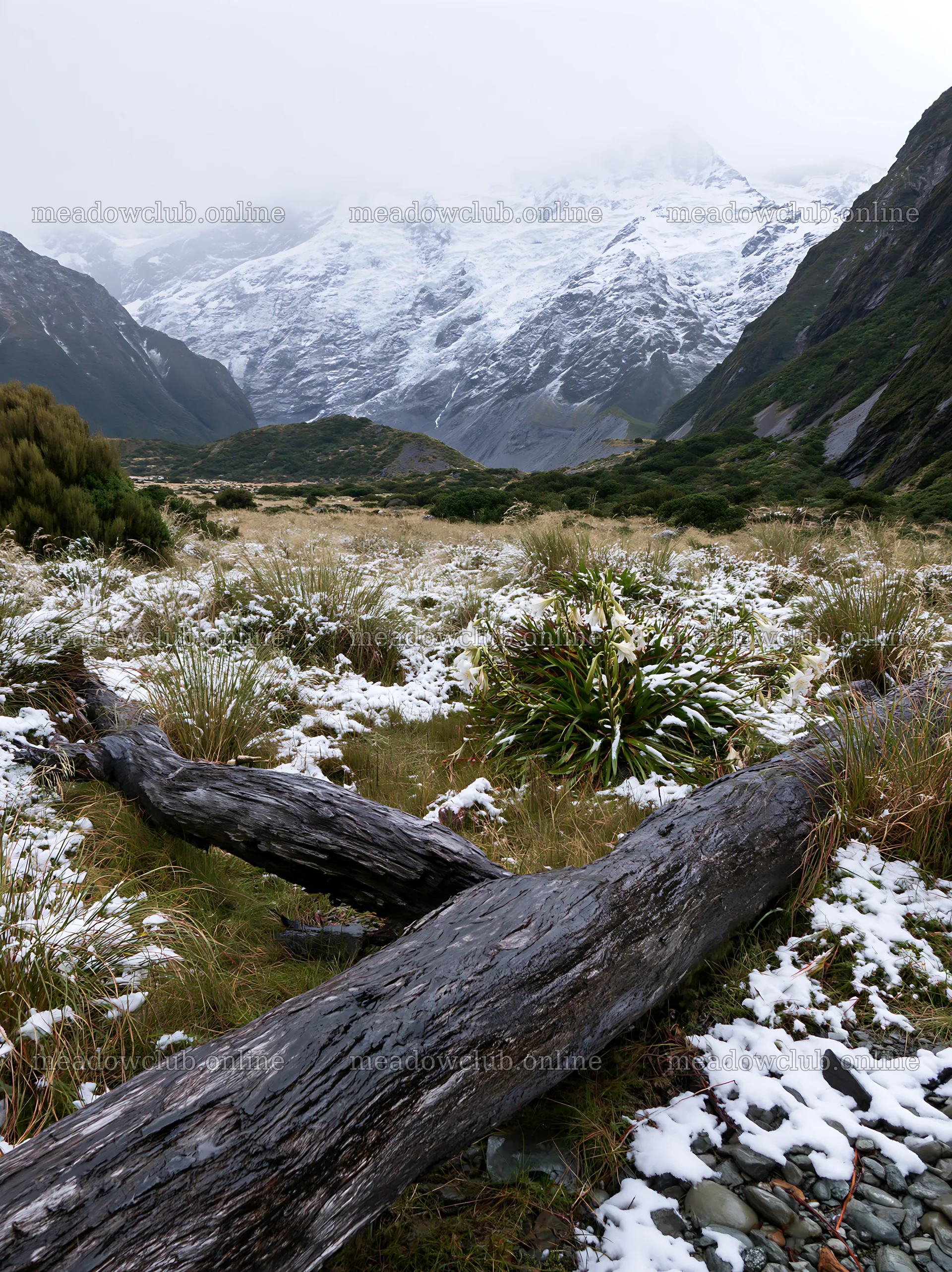 Weathered log in snowy meadow with mountains in the background – meadow photos 6866x9174