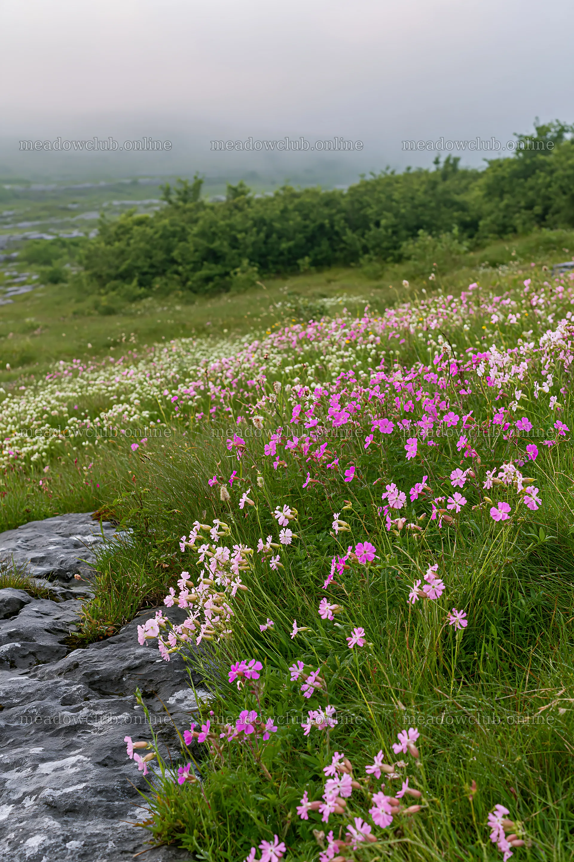 Meadow with campion flowers at dawn in a lush landscape – meadow photos 6480x9722