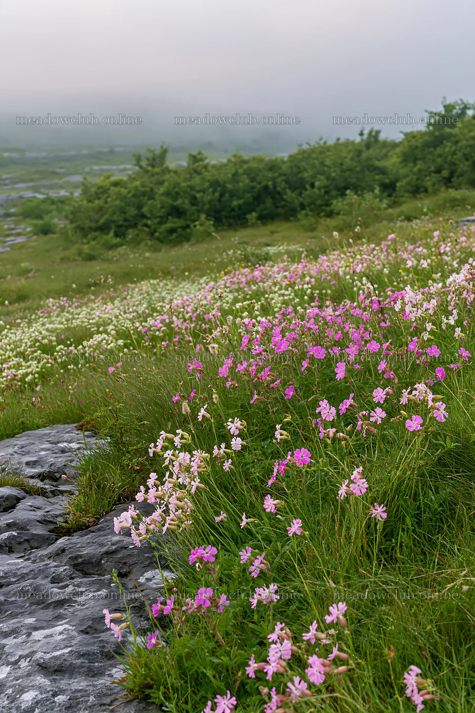 Meadow with campion flowers at dawn in a lush landscape – meadow photos 6480x9722