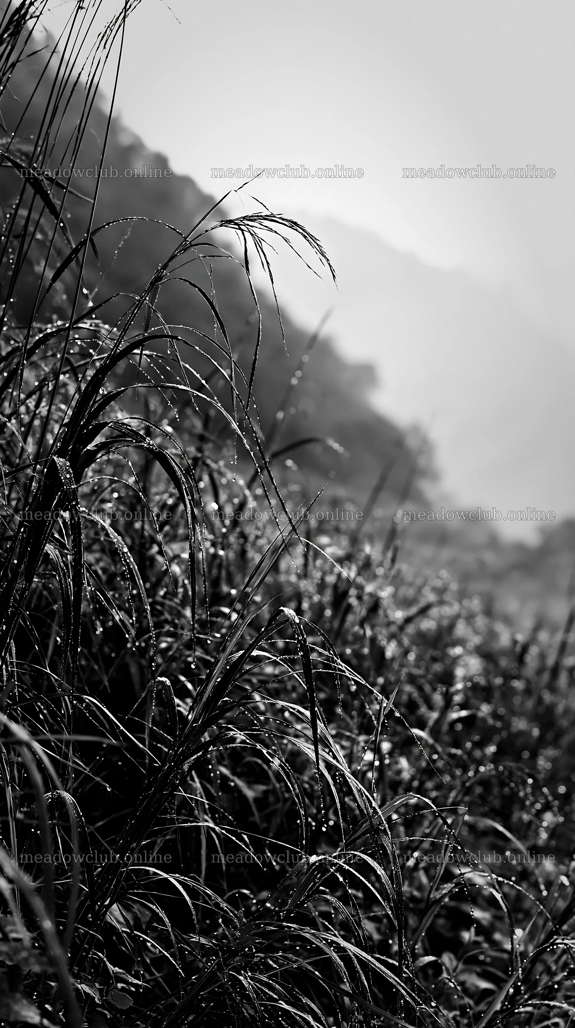 Fukui native grass meadow rain droplets on wet grass – meadow photos 5938x10608
