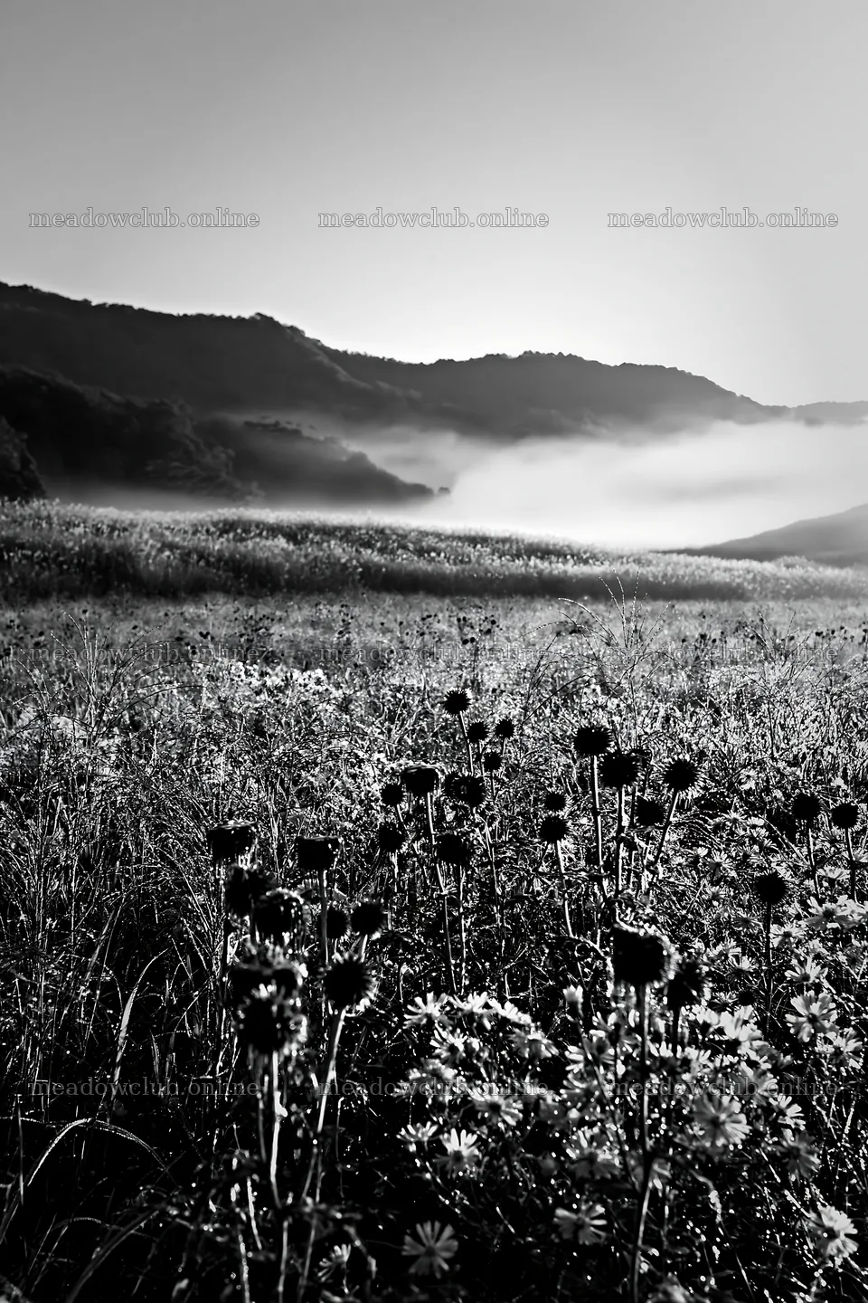 Biodiverse meadow with dew in Nagano at sunrise – meadow photos 6480x9722