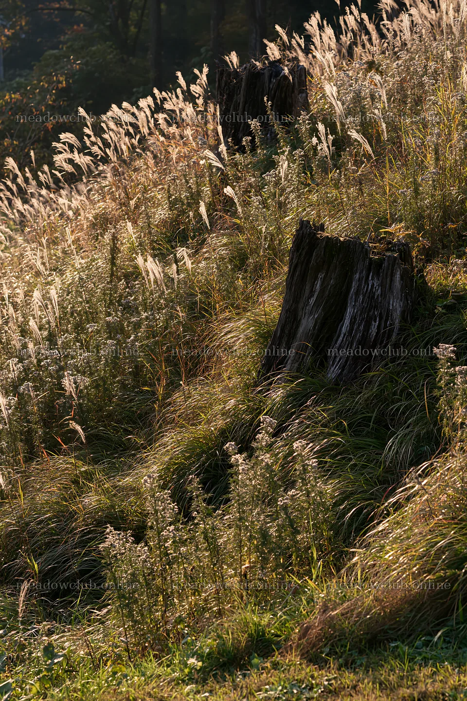 Fukushima native meadow with weathered stump in natural light – meadow photos 6480x9722