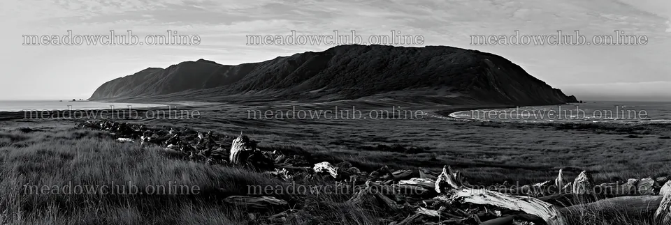 Chiba coastal climate meadow with driftwood in the foreground – meadow photos 13690x4602