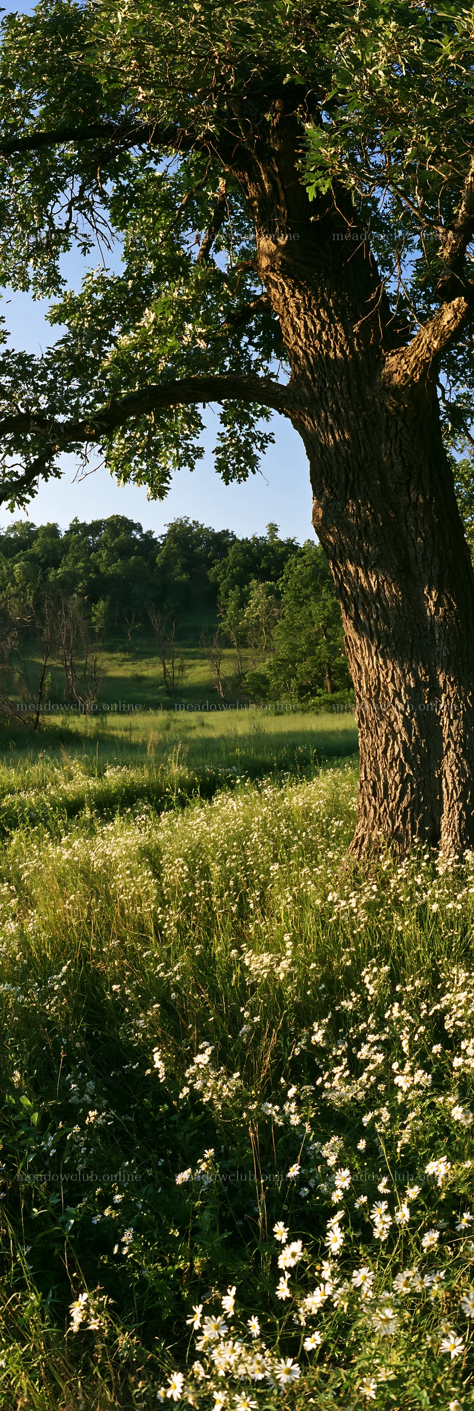 Wooded valley meadow with tree and wildflowers – meadow photos 4602x13690
