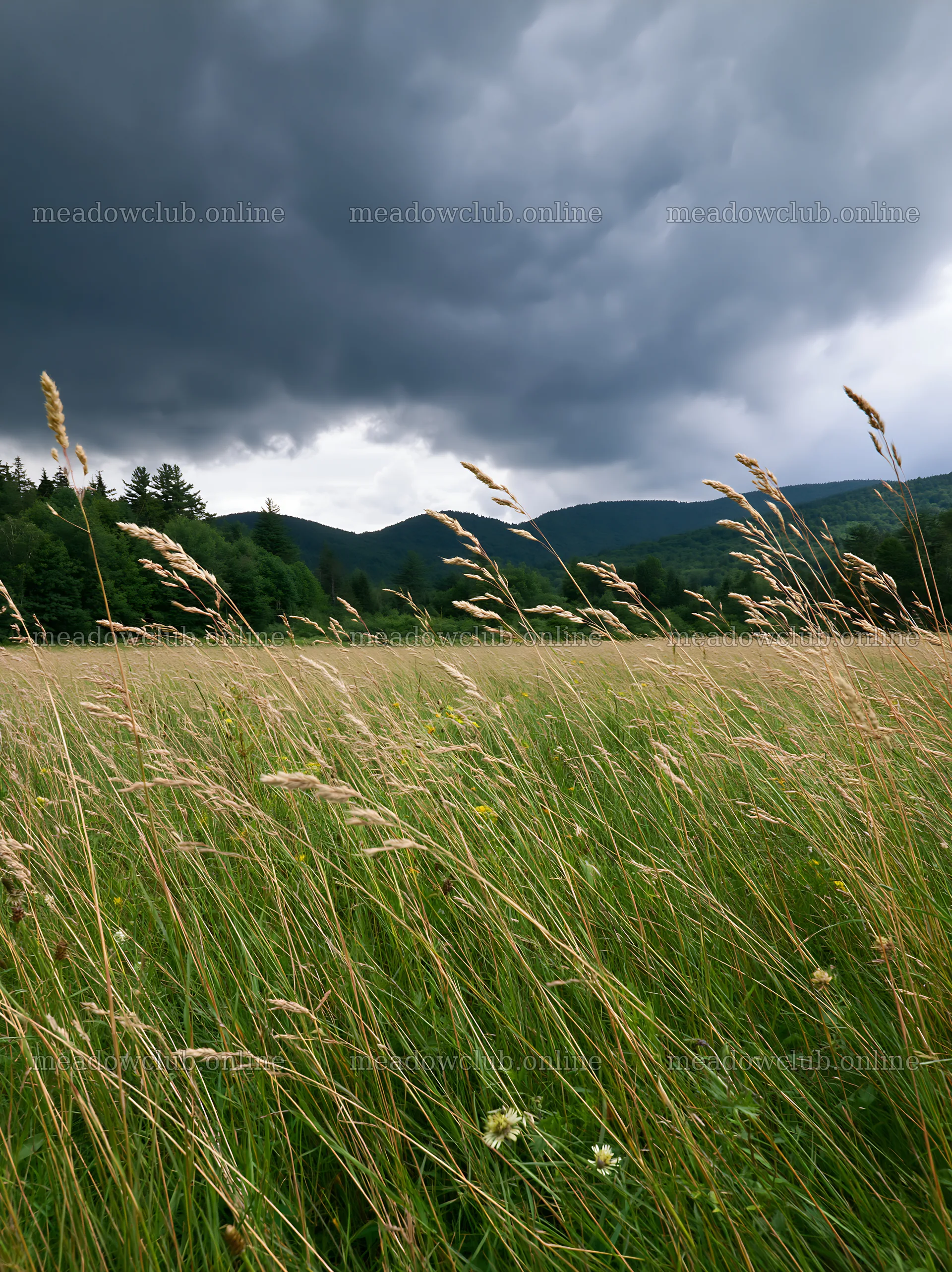 Tall grass meadow under dark clouds in a natural setting – meadow photos 6866x9174