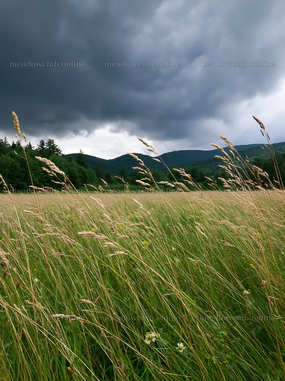 Tall grass meadow under dark clouds in a natural setting – meadow photos 6866x9174
