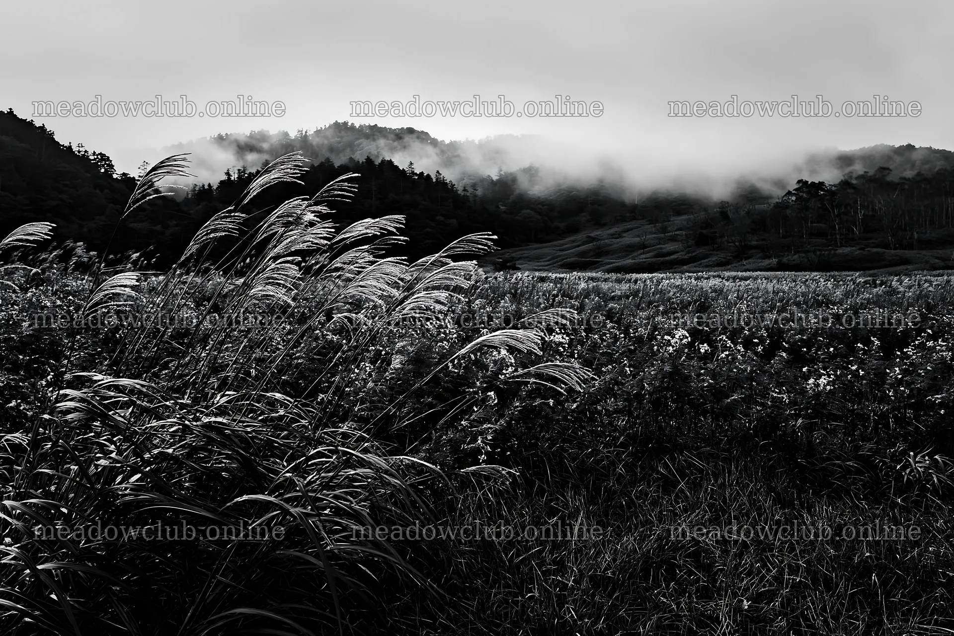 Iwate rain refreshed meadow seedhead foreground – meadow photos 9722x6480