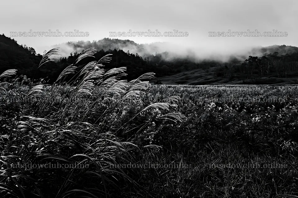 Iwate rain refreshed meadow seedhead foreground – meadow photos 9722x6480