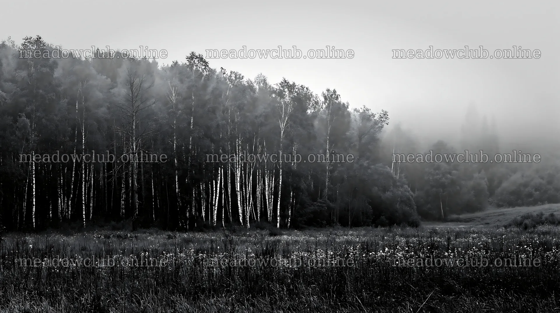 Birch trees in foggy meadow landscape – meadow photos 10608x5938