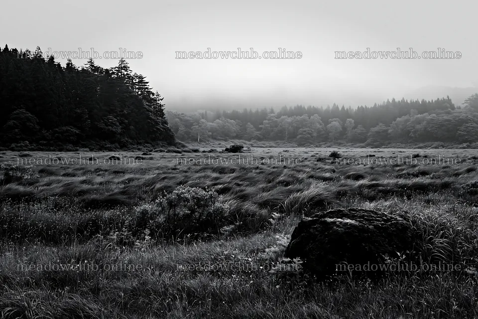 Miyagi spring recovery meadow mossy stone in misty landscape – meadow photos 9722x6480