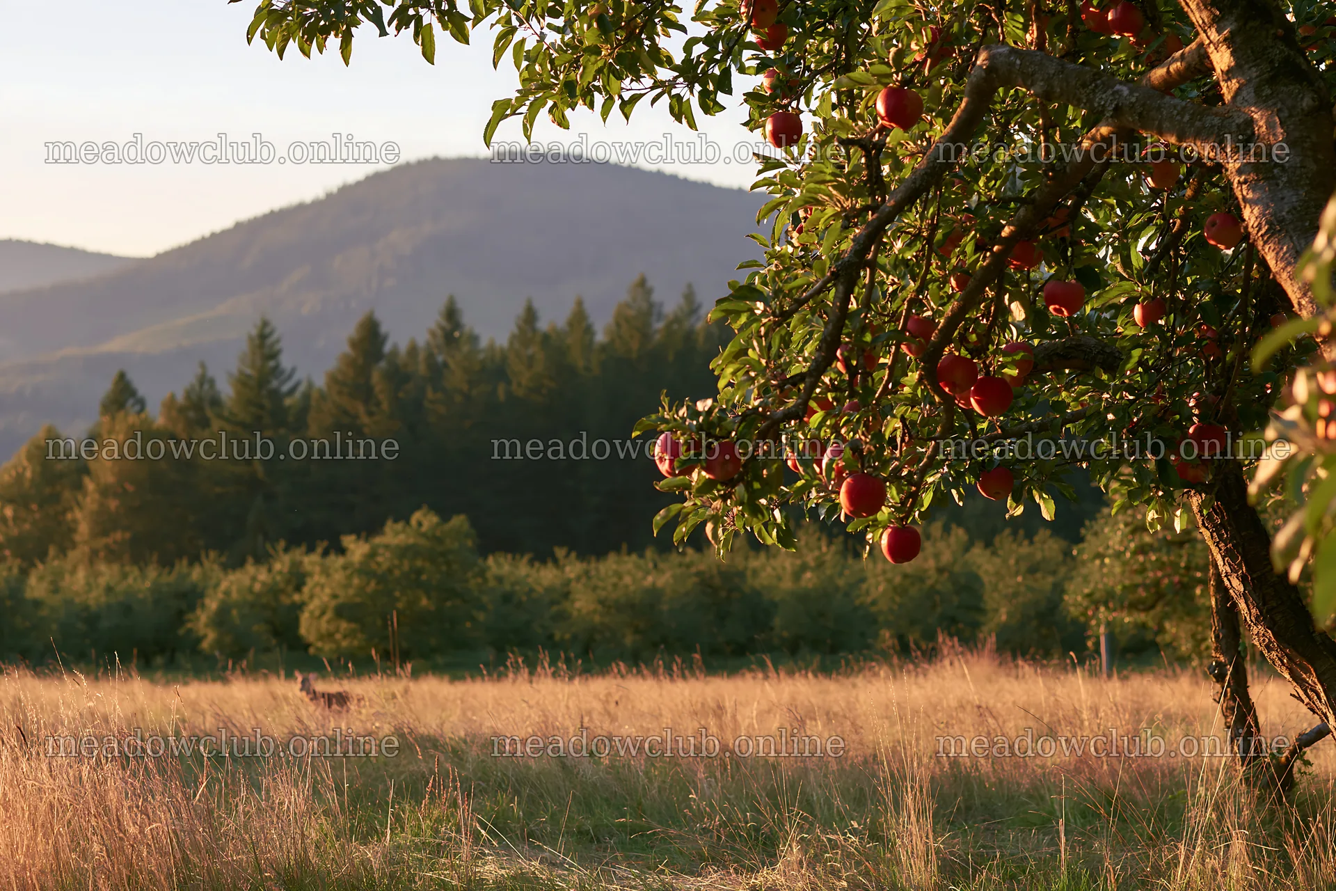 Sunset over apple meadow with ripe fruit on tree branches – meadow photos 9722x6480
