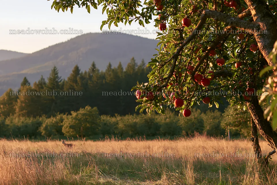 Sunset over apple meadow with ripe fruit on tree branches – meadow photos 9722x6480