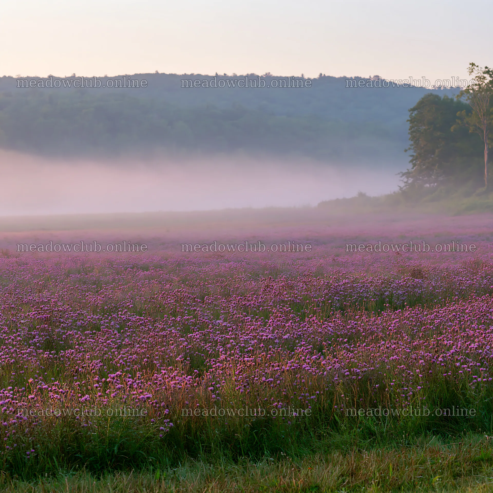 Violet knapweed meadow at dawn with mist and hills – meadow photos 7938x7938