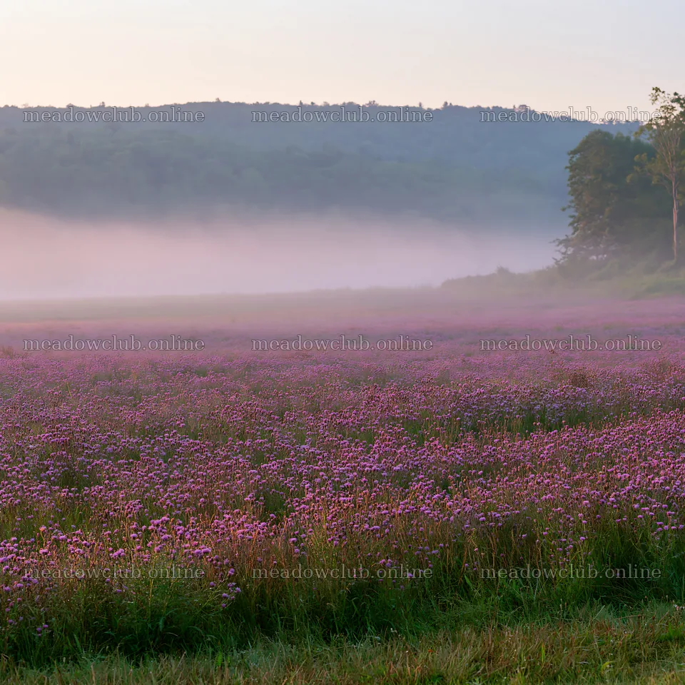 Violet knapweed meadow at dawn with mist and hills – meadow photos 7938x7938