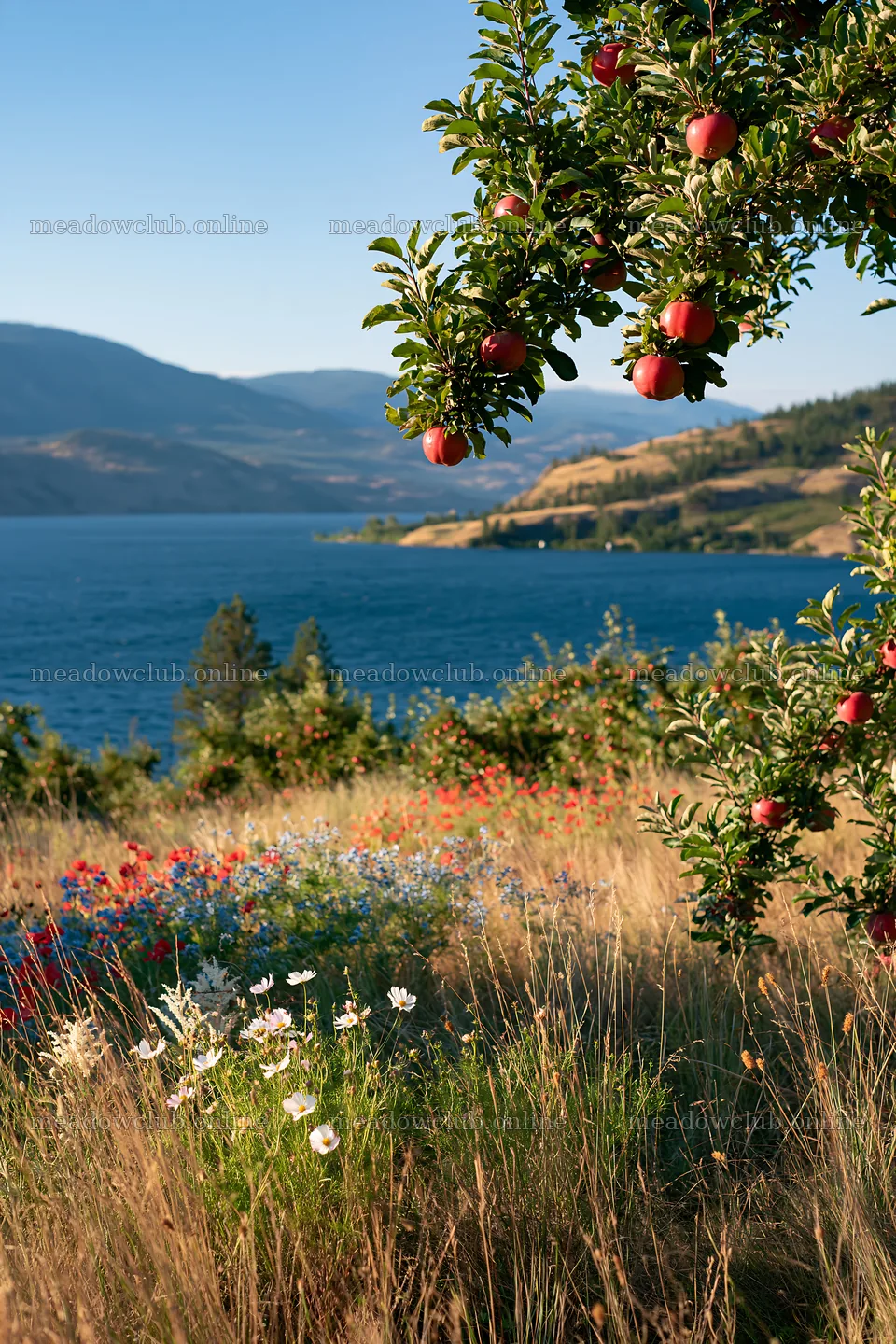 Lakeshore apple meadow with red apples and wildflowers – meadow photos 6480x9722