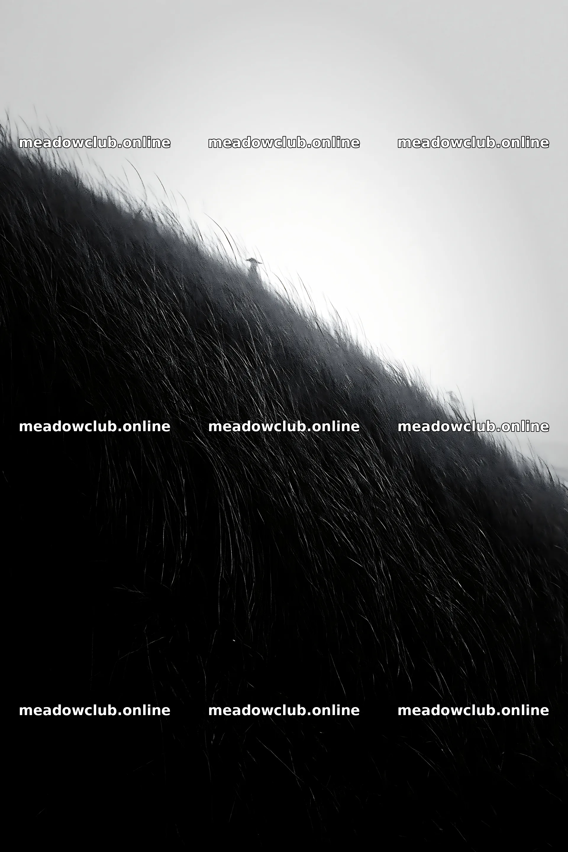Tottori windy meadow with dune grasses in a foggy setting – meadow photos 6480x9722