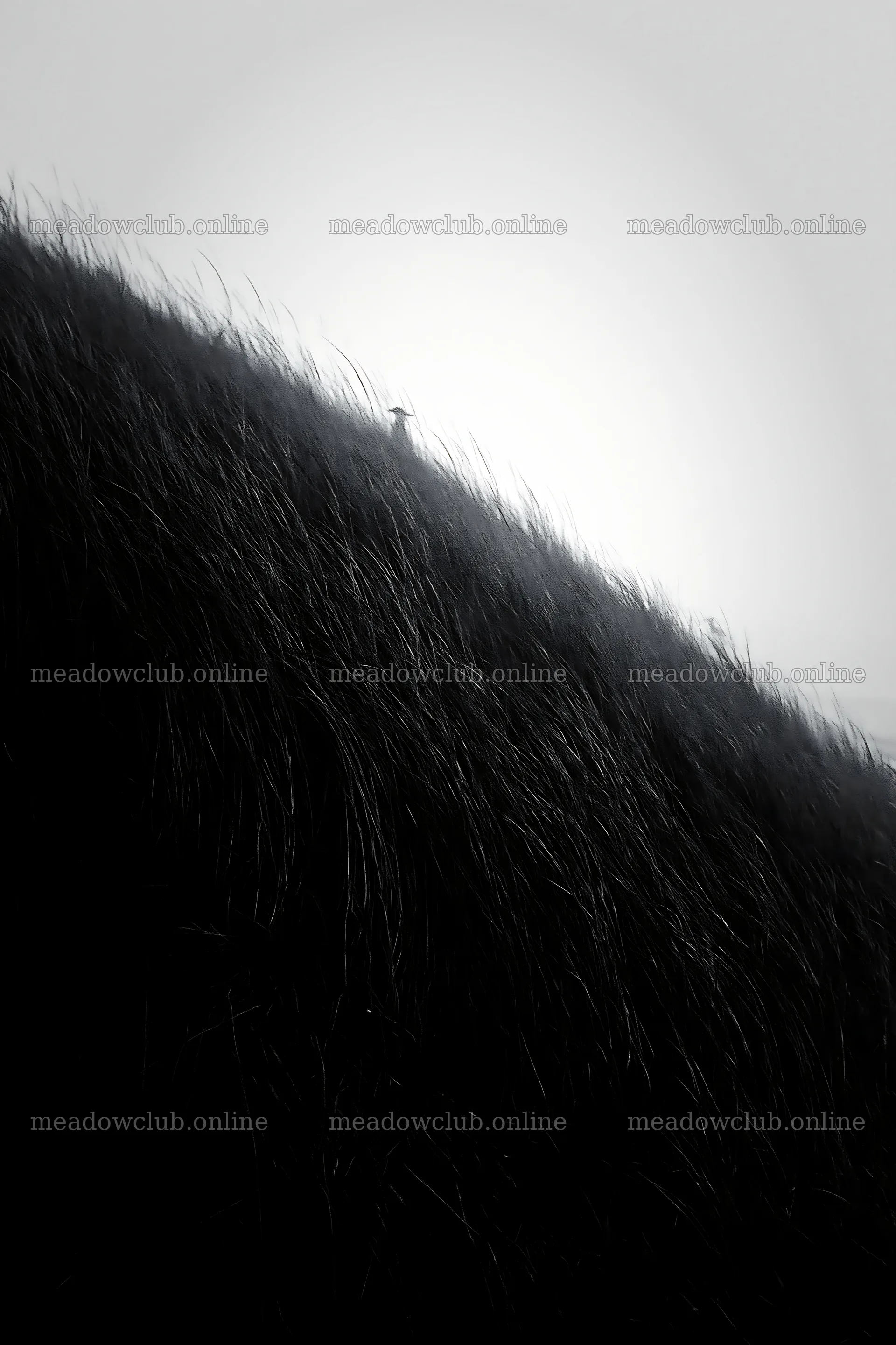 Tottori windy meadow with dune grasses in a foggy setting – meadow photos 6480x9722