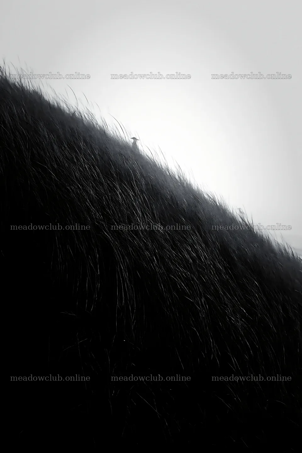 Tottori windy meadow with dune grasses in a foggy setting – meadow photos 6480x9722