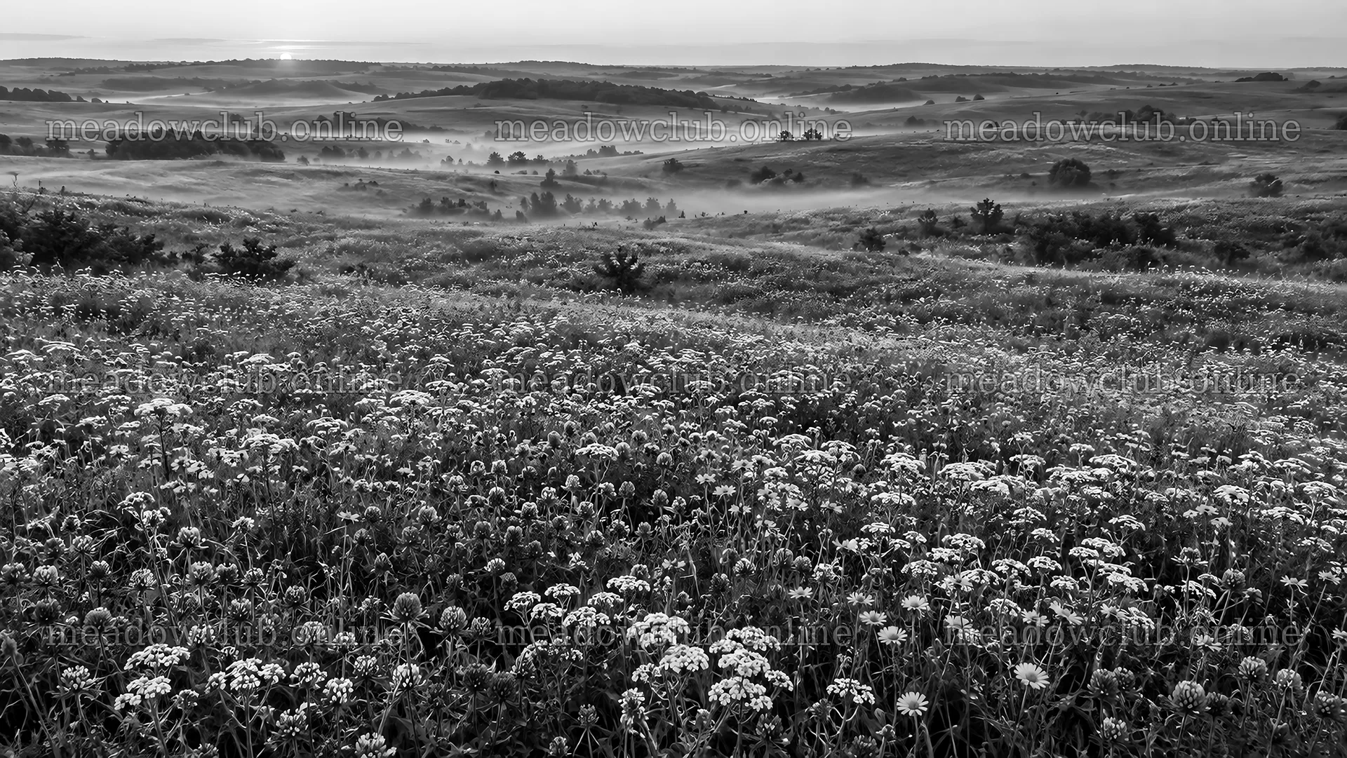 Wildflower Meadow and Misty Hills in Monochrome – meadow photos 10324x5812