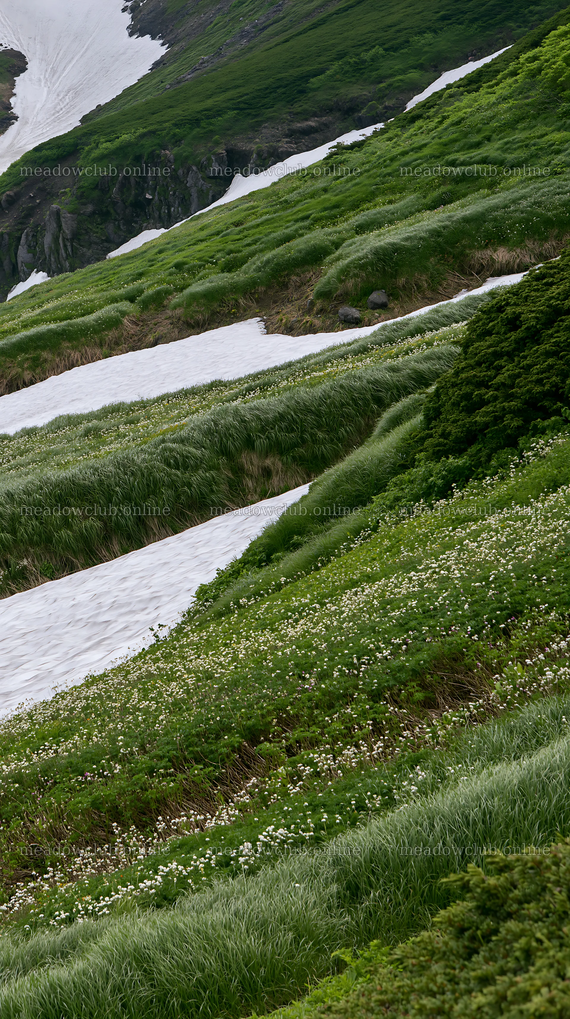 Akita snowmelt meadow with silver grasses under bright daylight – meadow photos 5938x10608