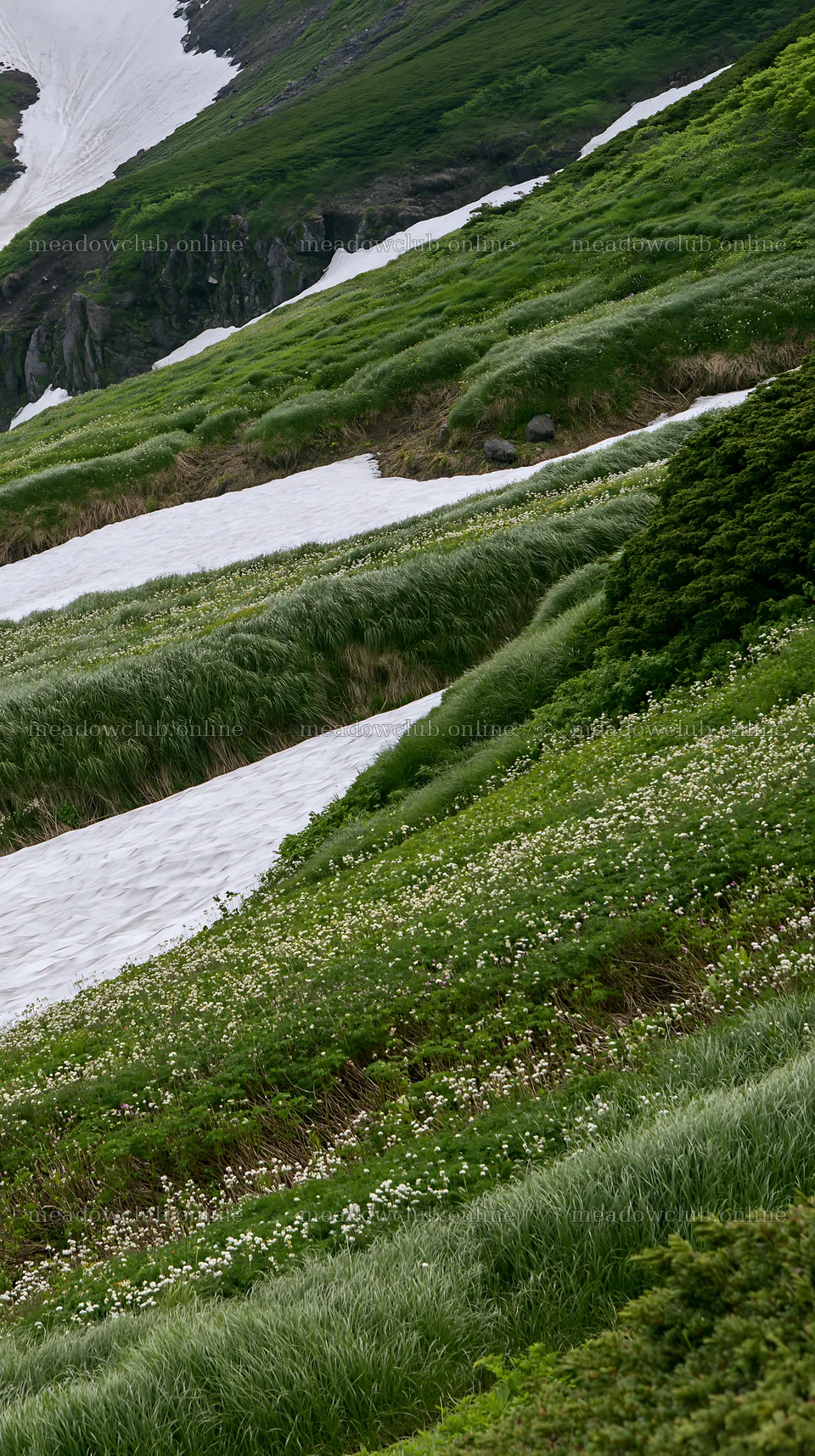 Akita snowmelt meadow with silver grasses under bright daylight – meadow photos 5938x10608