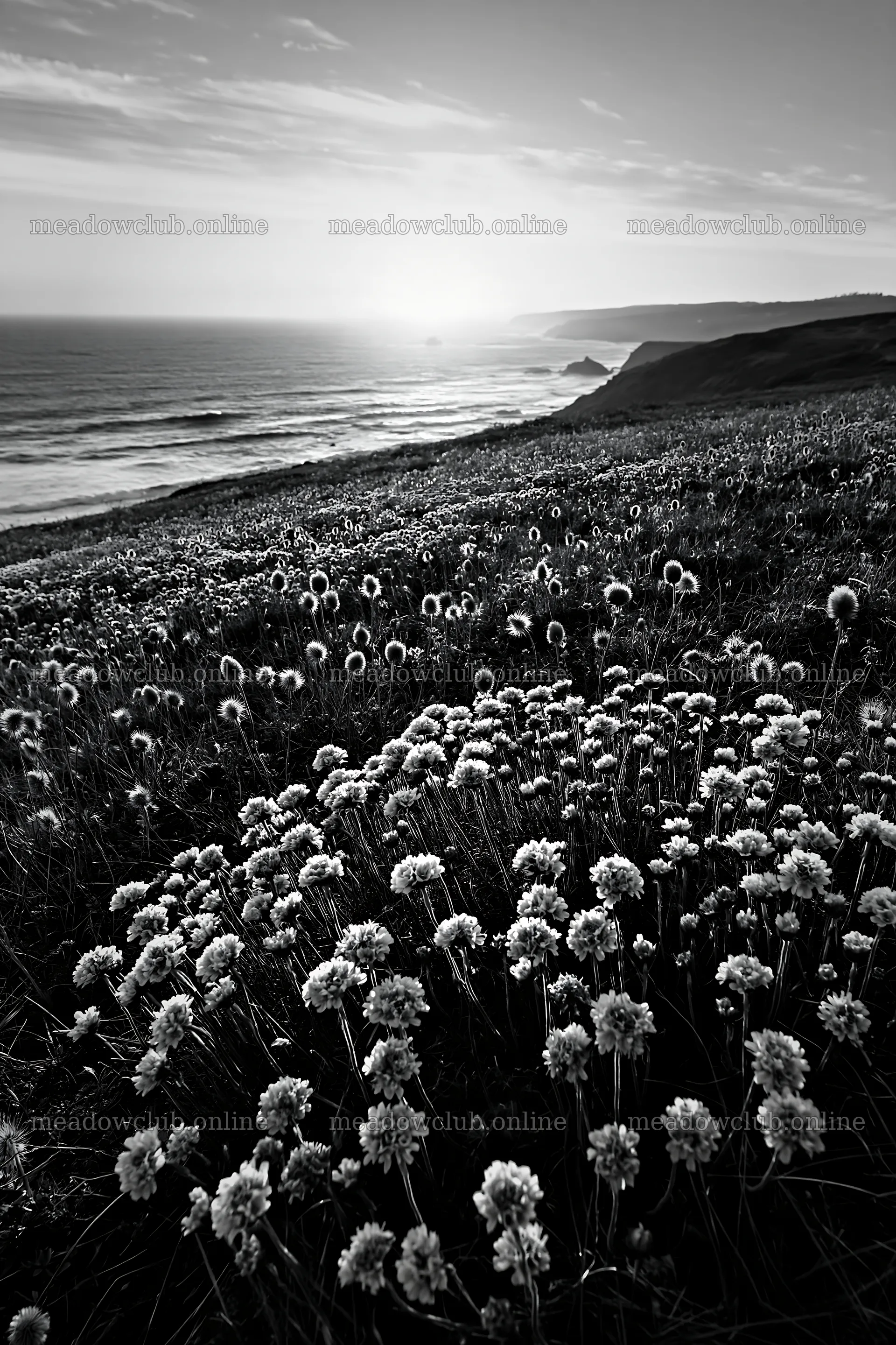 Meadow with flowers above Atlantic coast in Portugal – meadow photos 6480x9722