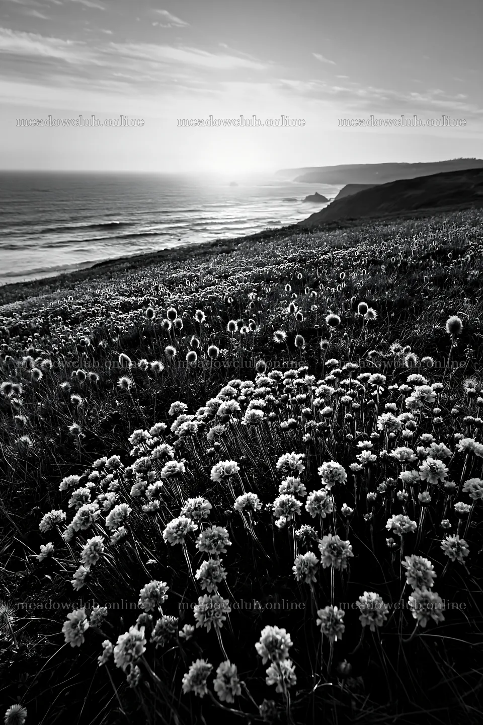 Meadow with flowers above Atlantic coast in Portugal – meadow photos 6480x9722