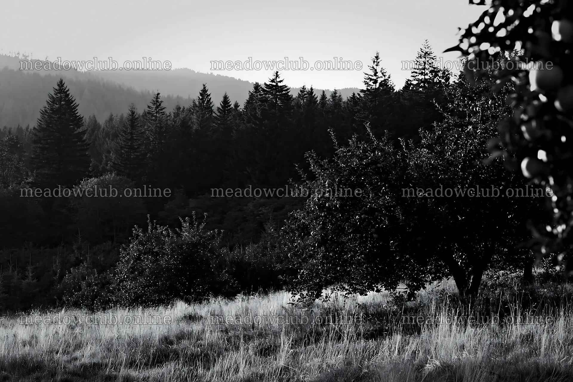 Sunset apple meadow with trees and distant mountains – meadow photos 9722x6480