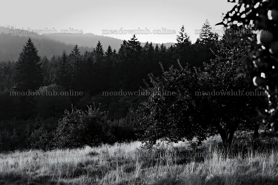 Sunset apple meadow with trees and distant mountains – meadow photos 9722x6480