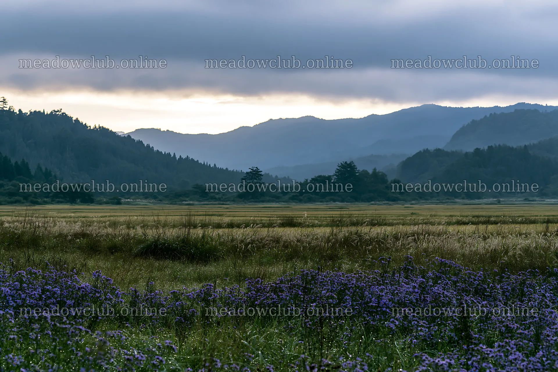 Fukui native grass meadow rain droplets sparkle in the landscape – meadow photos 9722x6480