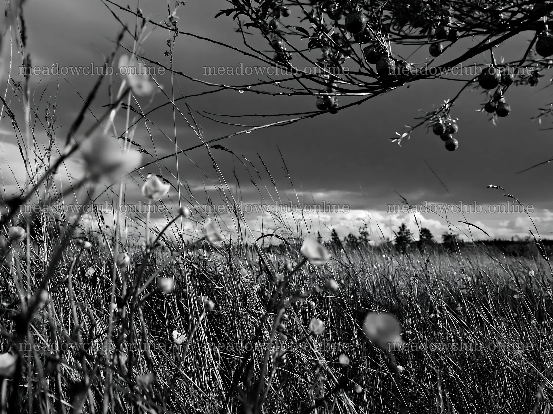 Open Christmas meadow with grasses and baubles in winter – meadow photos 9174x6866
