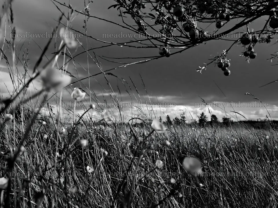 Open Christmas meadow with grasses and baubles in winter – meadow photos 9174x6866