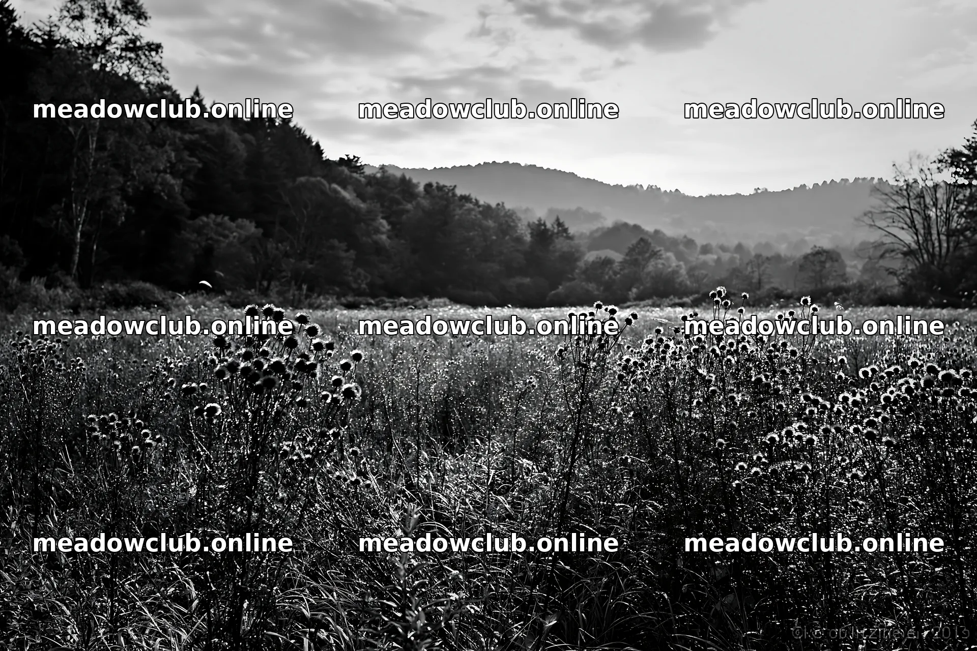 Iwate rain refreshed meadow seedhead foreground – meadow photos 9722x6480