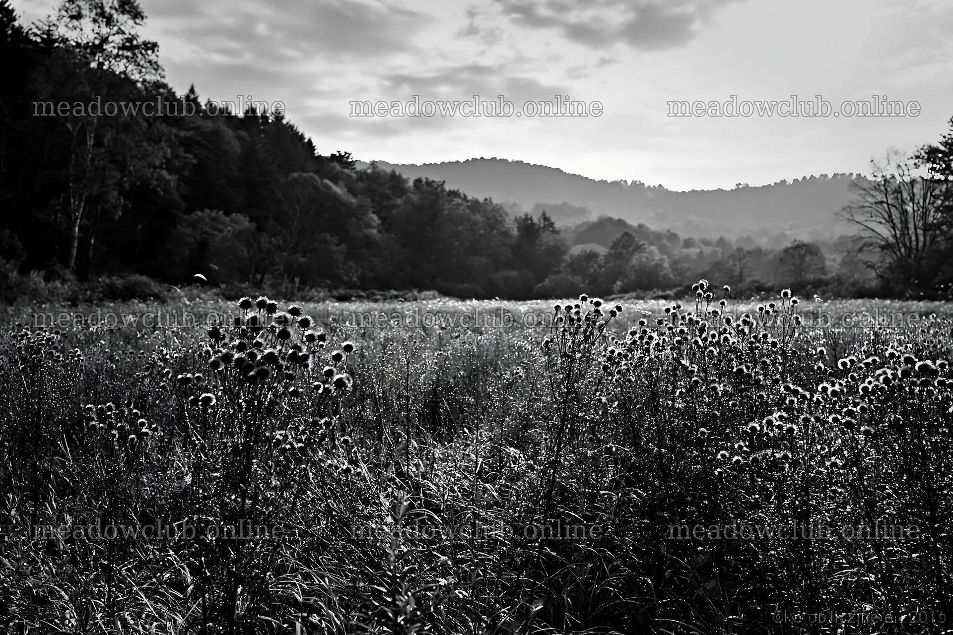 Iwate rain refreshed meadow seedhead foreground – meadow photos 9722x6480