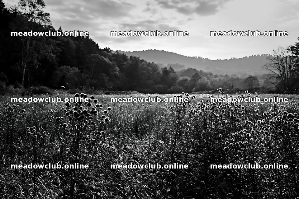 Iwate rain refreshed meadow seedhead foreground – meadow photos 9722x6480