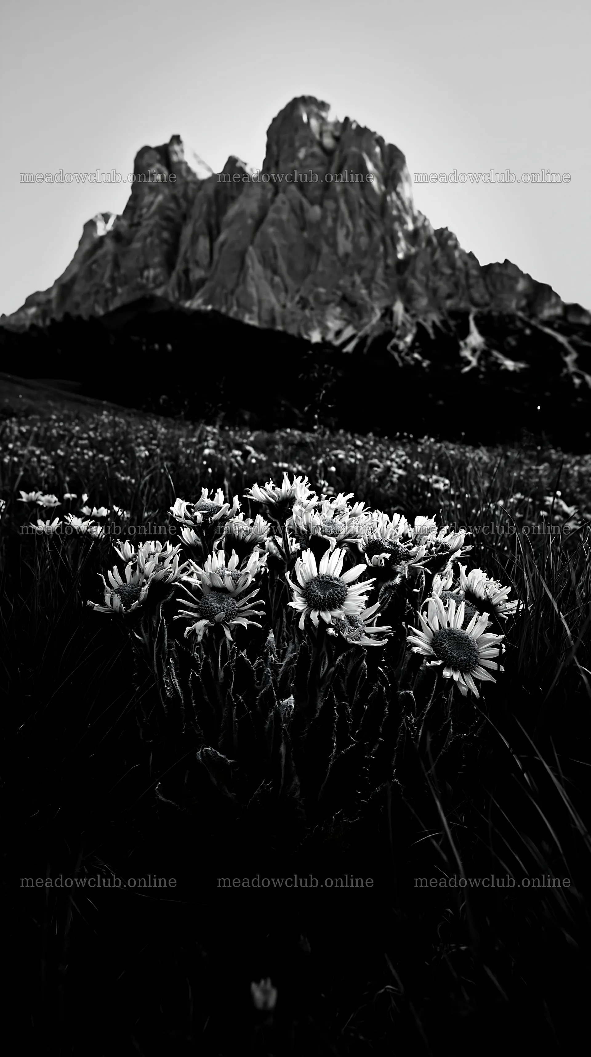 Tall grass meadow with wildflowers and mountains in the background – meadow photos 5938x10608
