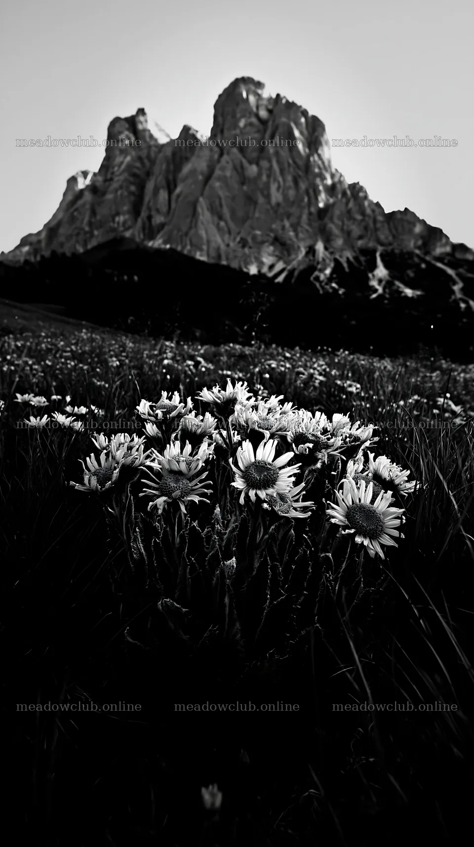Tall grass meadow with wildflowers and mountains in the background – meadow photos 5938x10608